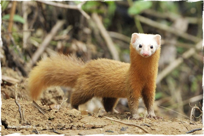 Illustration for article titled Monday Mustelid - Mustela nidipes Edition